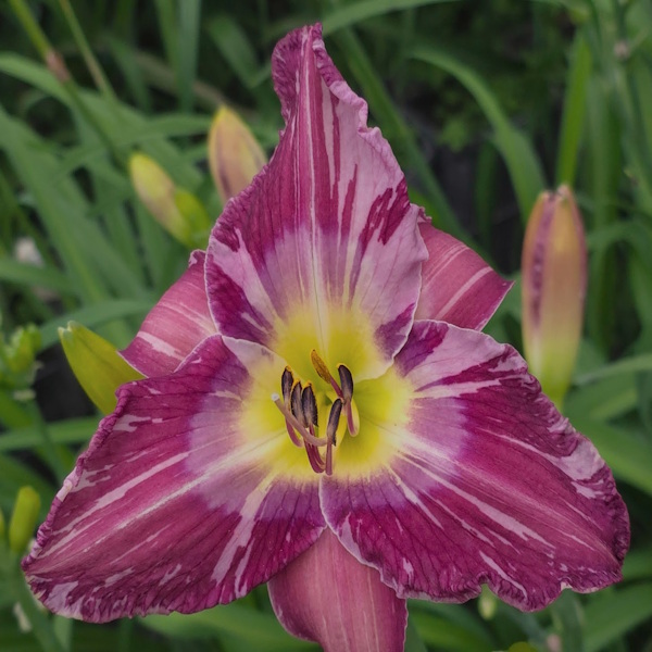 Wacky Wednesday - 1 Fan